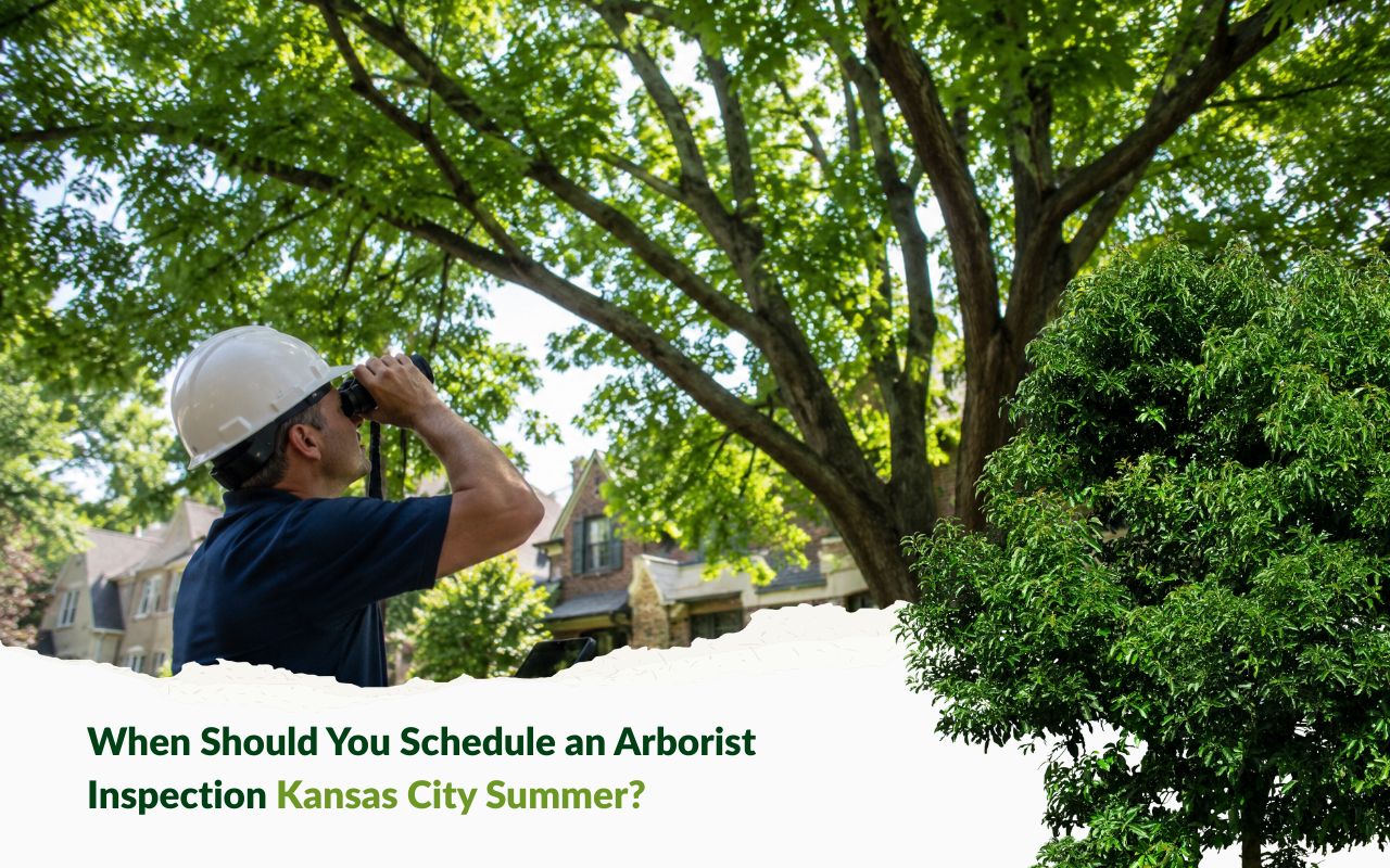 summer lawn care tips in Kansas City for morning watering