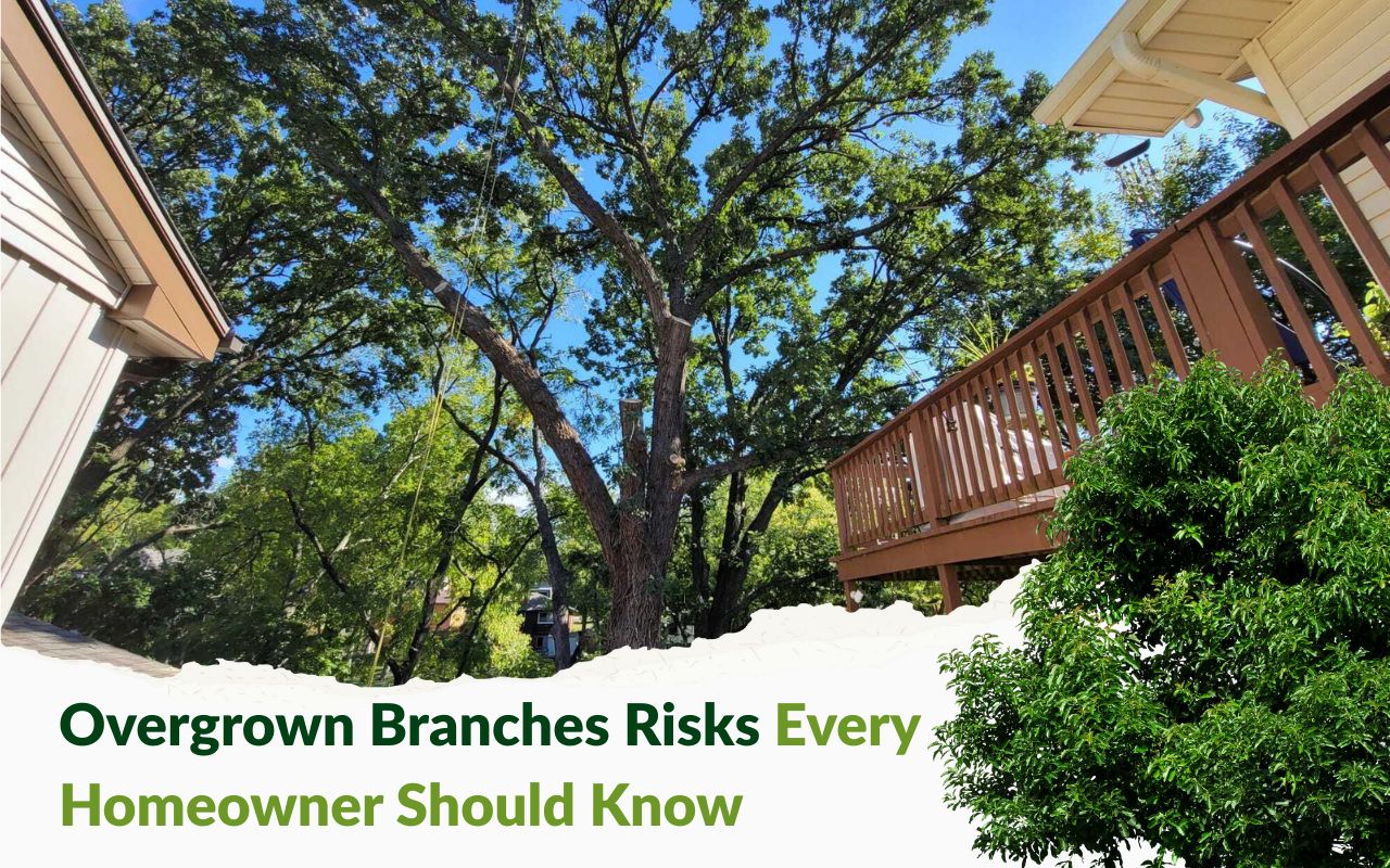 Tree branches growing too close to a house roof