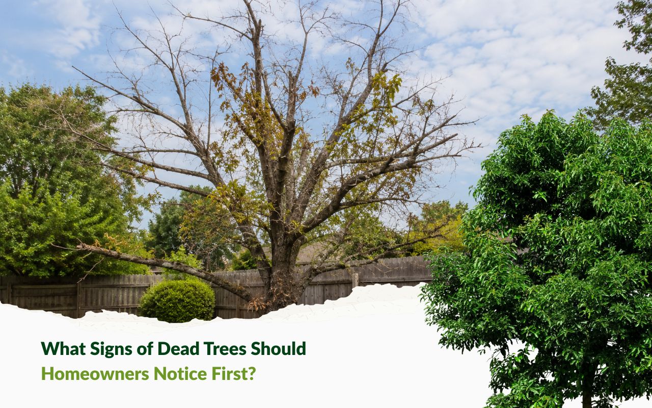 signs of dead trees in a Kansas City backyard