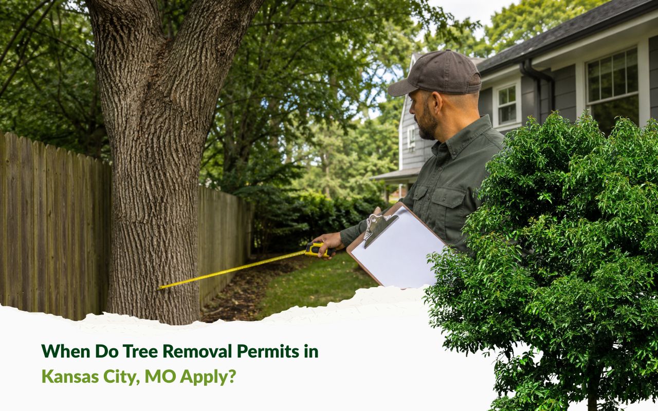 Tree removal permits in Kansas City, MO review for a residential property