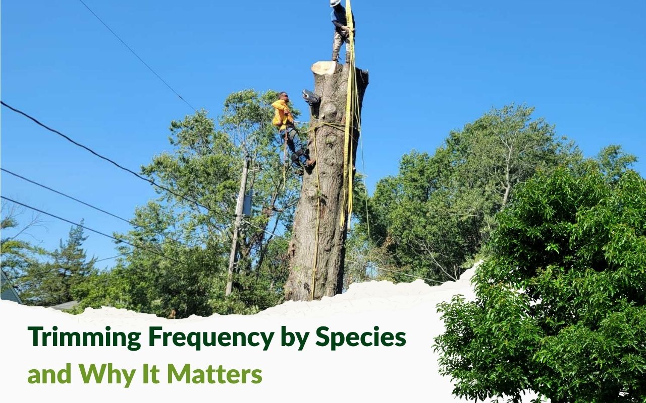 Tree care specialist trimming a species-specific tree
