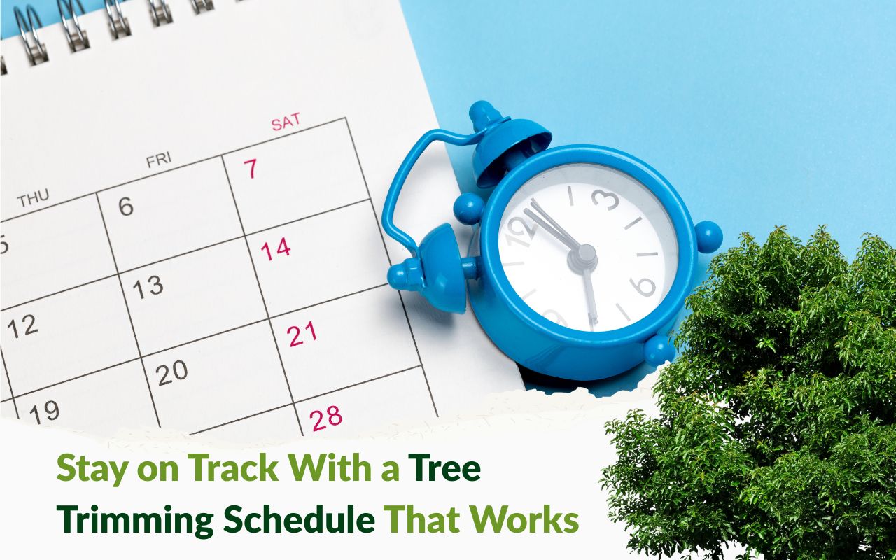 Tree trimming calendar showing seasonal pruning dates