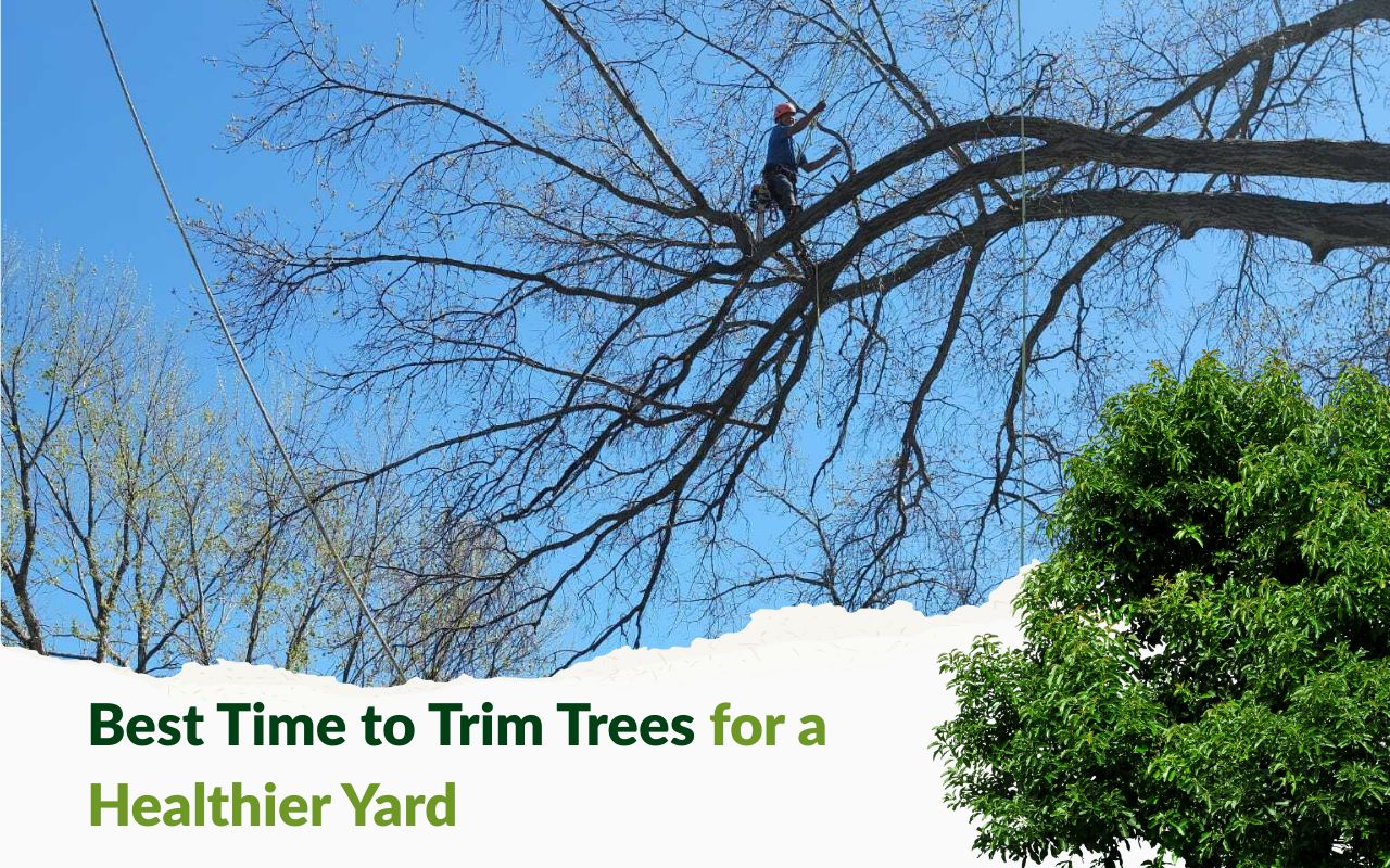 Tree being trimmed by a professional landscaper in Kansas City