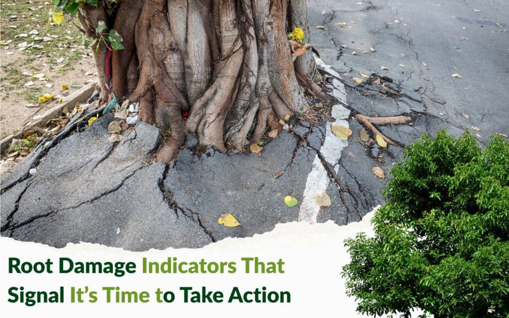 Root Damage Indicators and Tree Removal Tips
