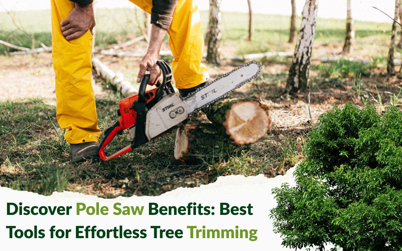 Person using a pole saw to trim a high tree branch safely from the ground