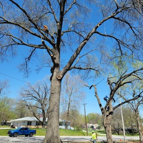 Grandview emergency crew removing tree after severe storm damage