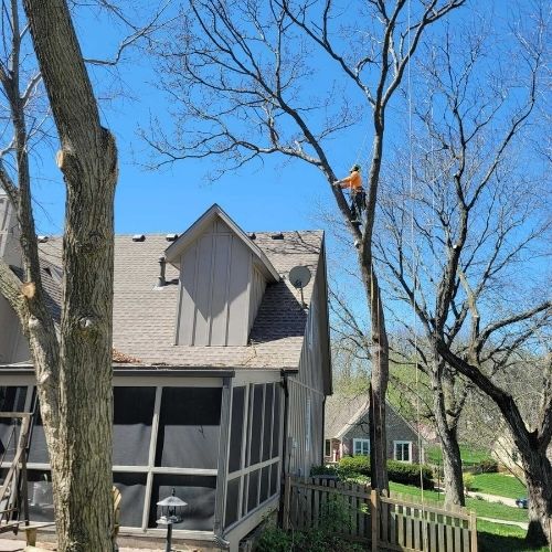 Fallen tree cleanup after storm damage in Blue Springs, Missouri