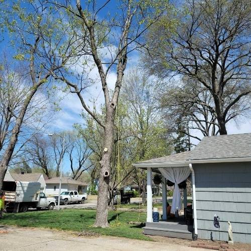 Local tree trimming crew working in Blue Springs backyard