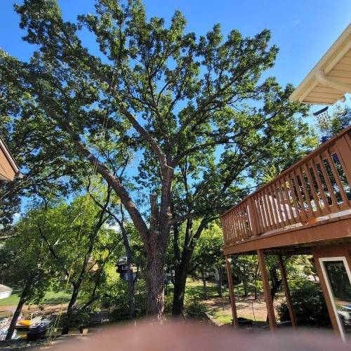 Expert tree trimming to prevent damage near roofline in Grandview