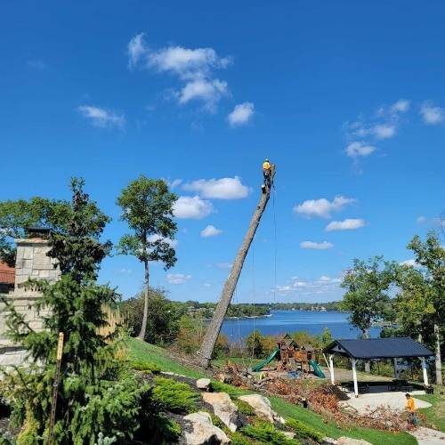 Residential trees shaped and cleaned during seasonal trimming service