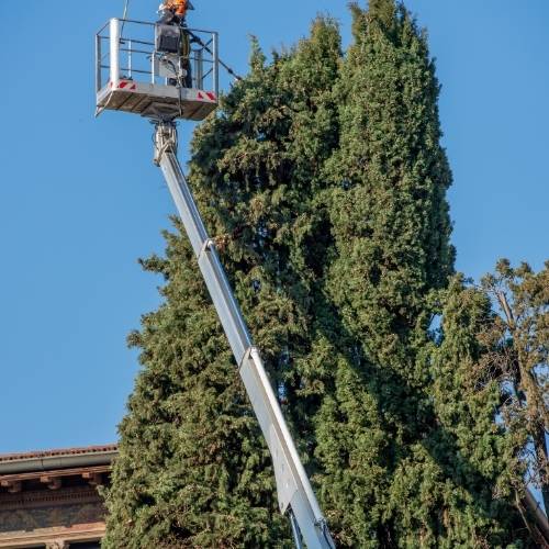 Trimming team working on commercial trees in Grandview during spring