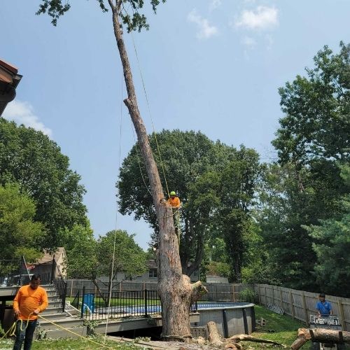 Local tree service experts trimming backyard tree in Blue Springs, MO