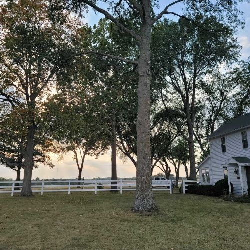 Local tree service team working on backyard removal in Grandview