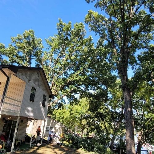 Crew trimming trees in residential yard near Grandview Missouri