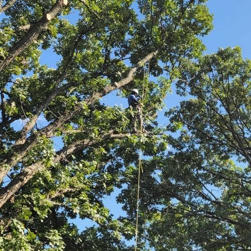 Crew trimming branches near roof and driveway for safety