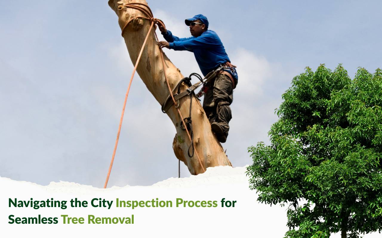 City inspection process for safe tree removal