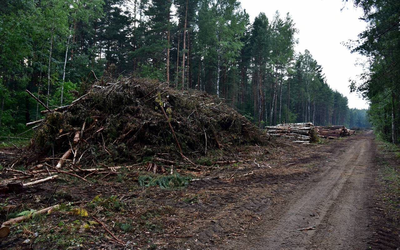 Economic impacts of fines for illegal removal