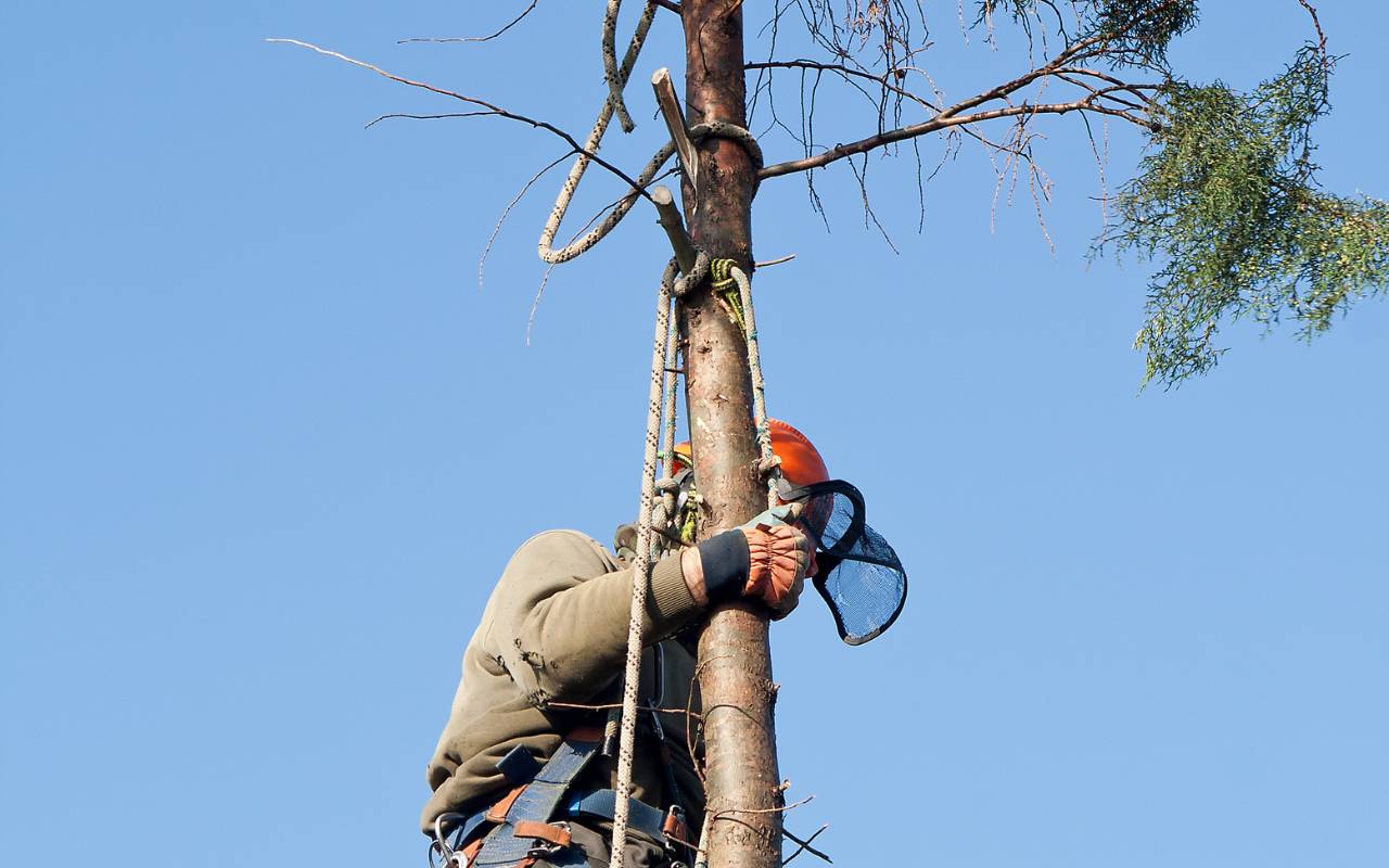 Tree removal permit requirements in Kansas City