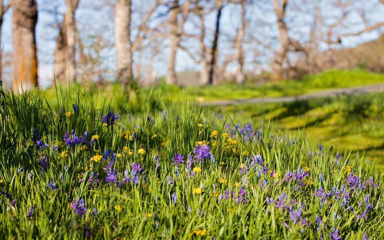 Protected tree species helping regulate climate and air quality