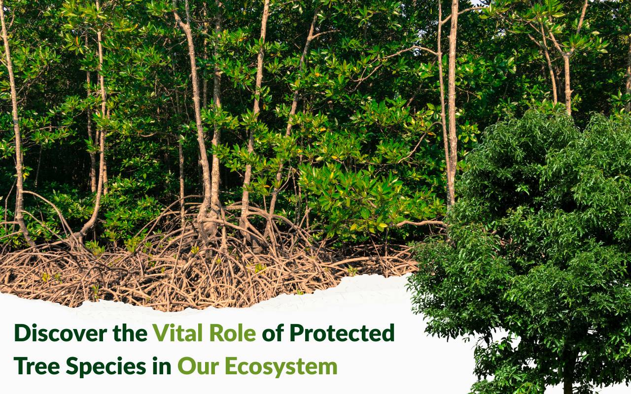 Protected tree species supporting biodiversity in a forest