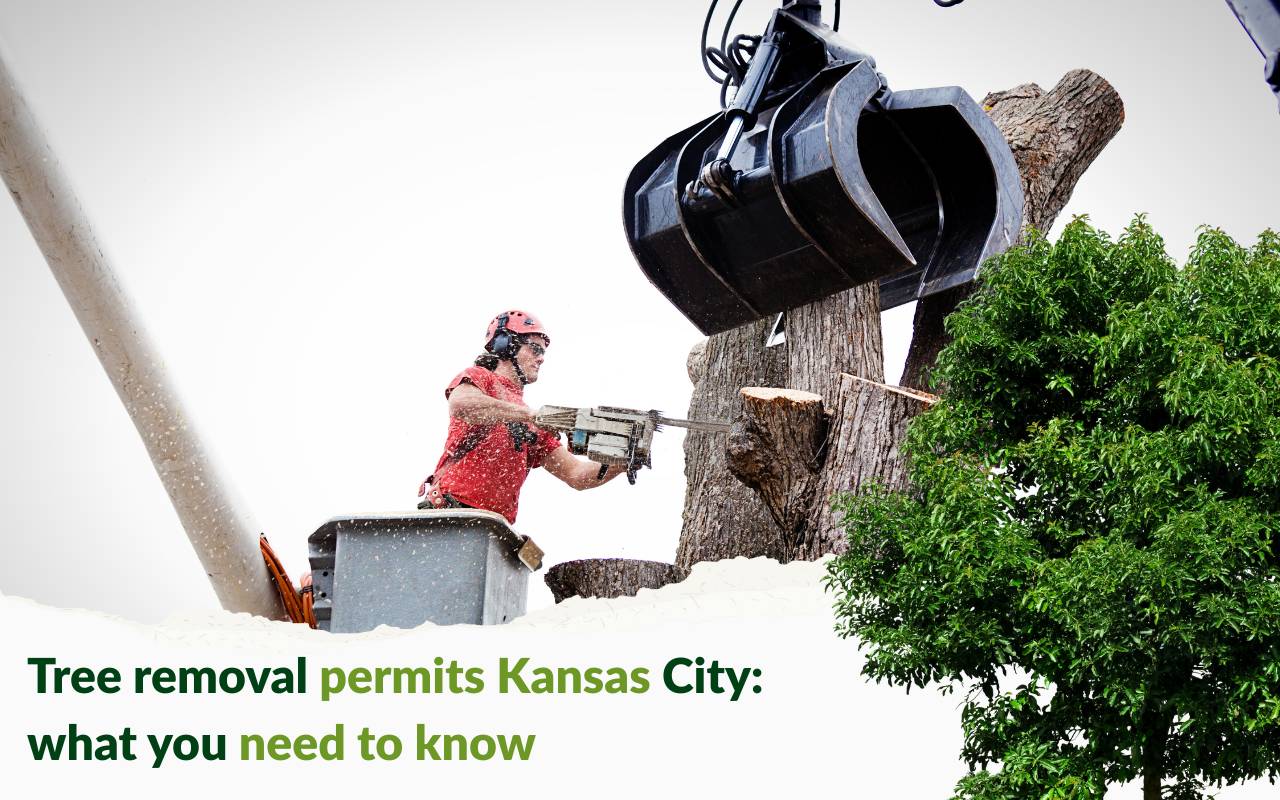 Tree removal permits Kansas City homeowner guide
