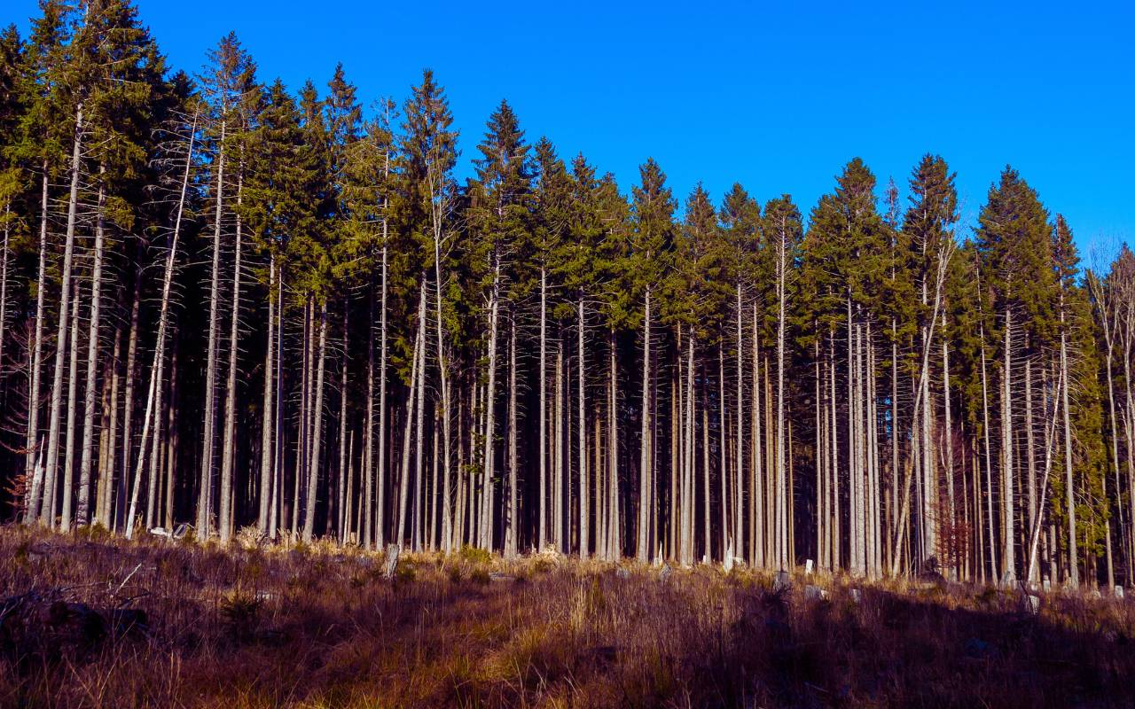 Benefits of urban forestry guidelines in modern cities