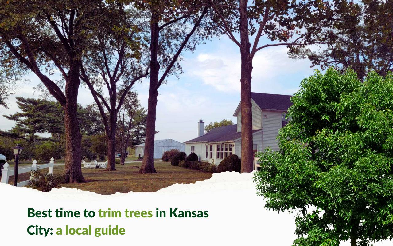 Best time to trim trees in Kansas City seasonal guide