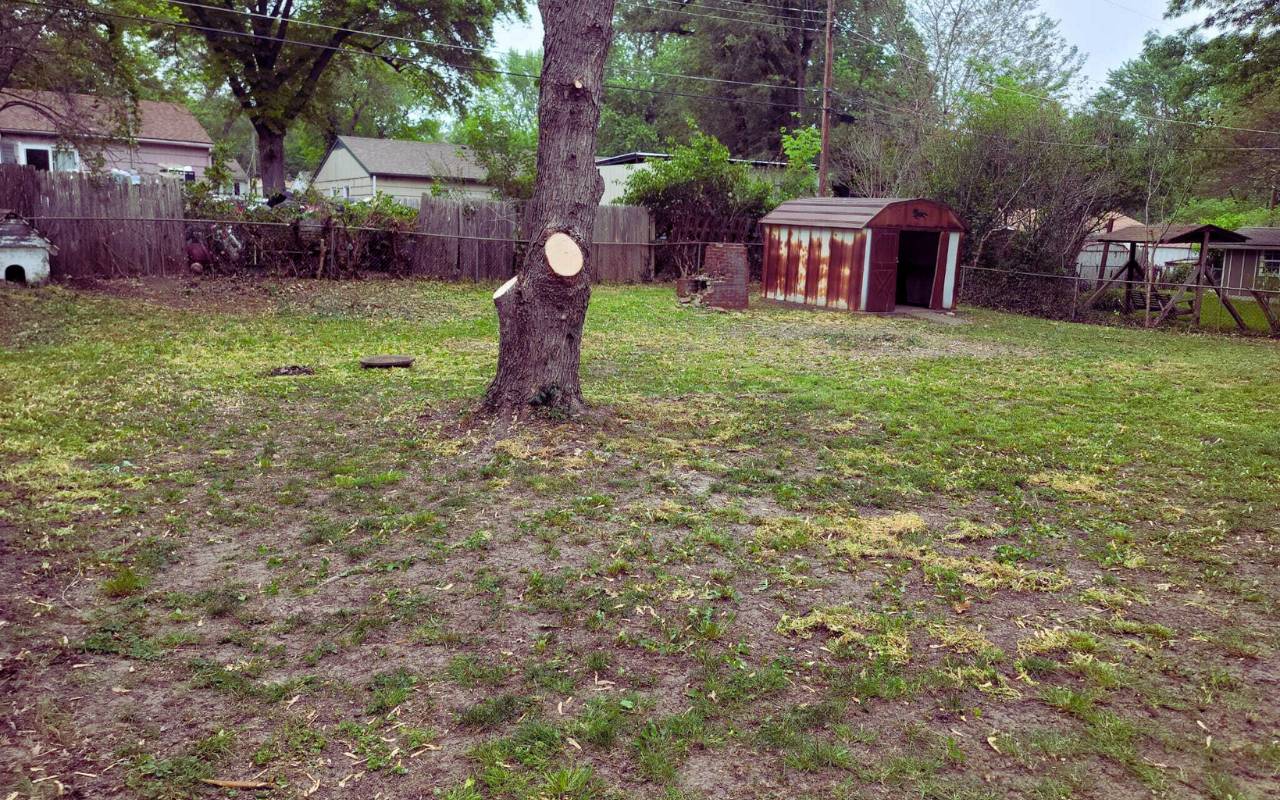 Bracing vs removal solutions for leaning trees in Kansas City