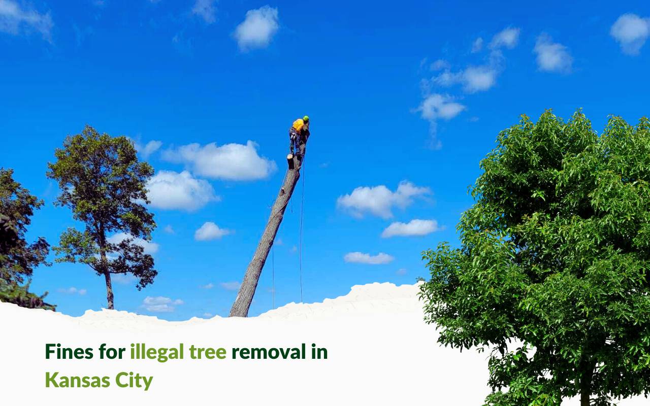 Fines for illegal tree removal in Kansas City regulations