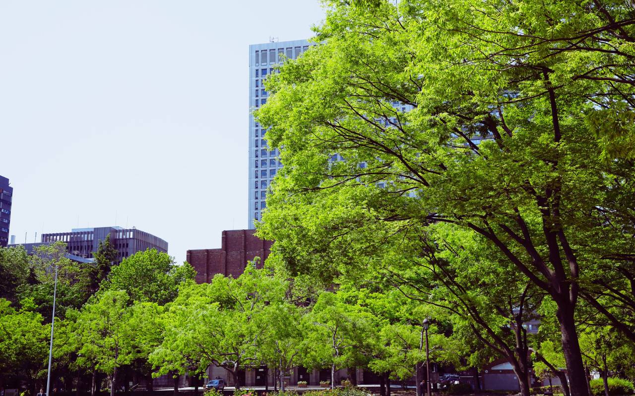 Public tree regulations in Kansas City streets