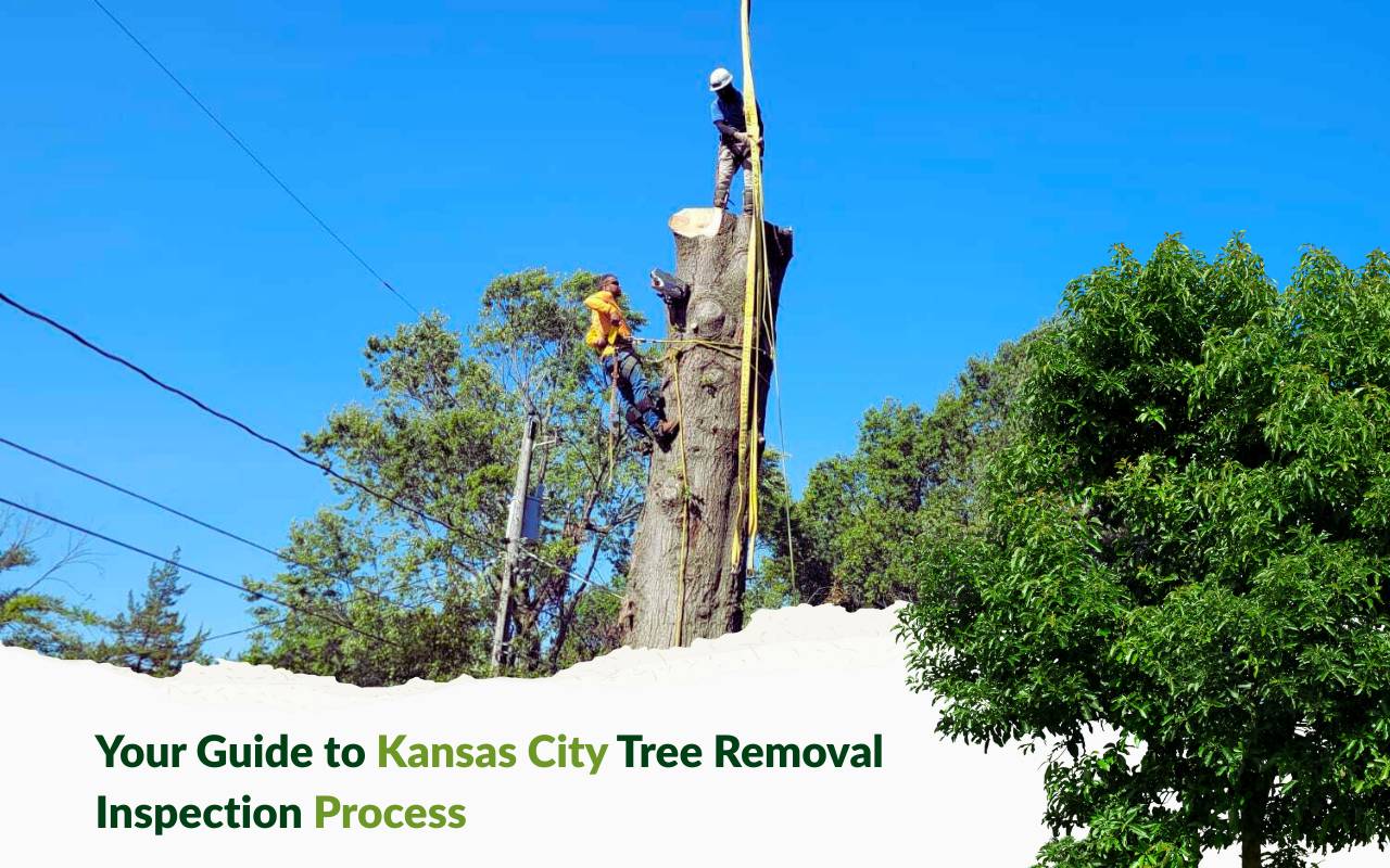 Kansas City tree removal inspection process
