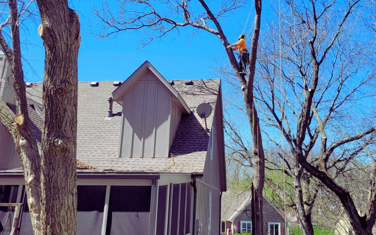 Overview of KCMO tree inspection steps