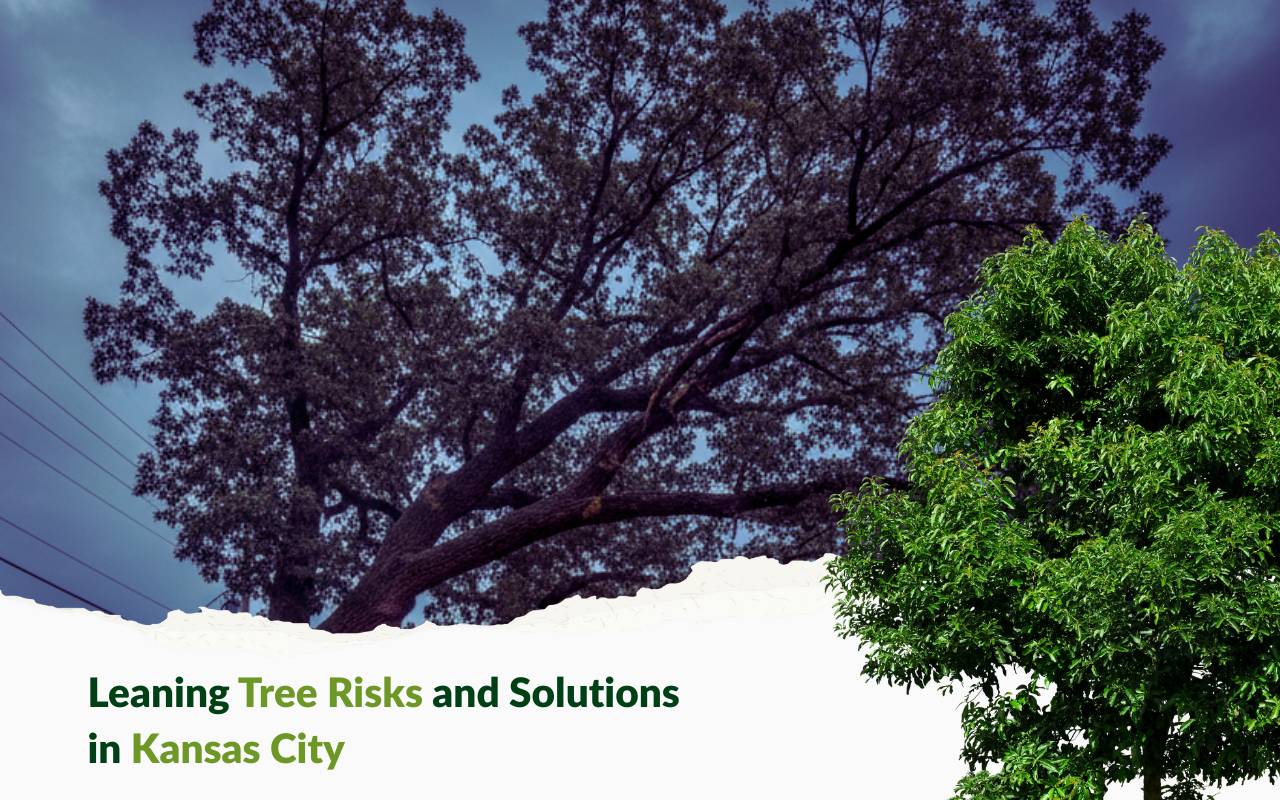 Leaning tree risks in Kansas City neighborhood