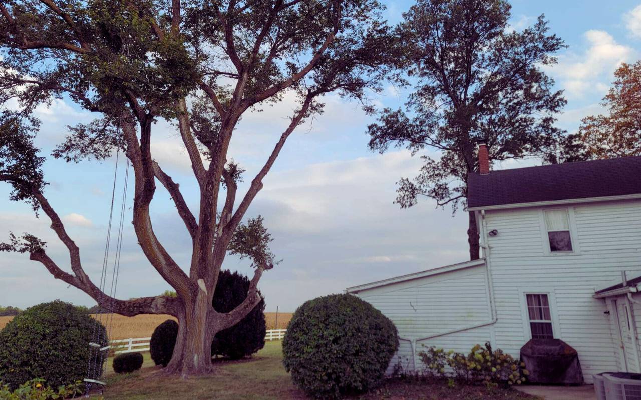 Overgrown branches near a home roof in Kansas City neighborhood