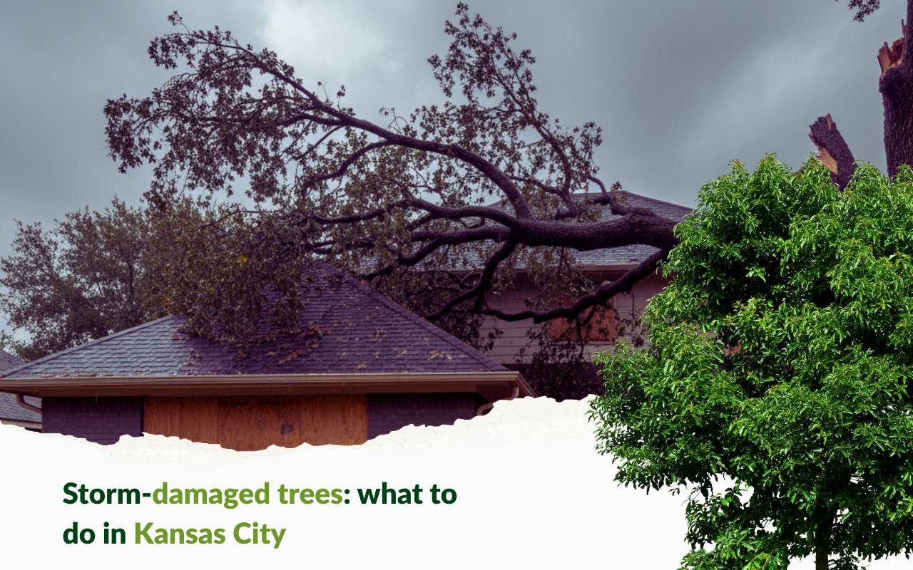 Storm-damaged trees in Kansas City after severe winds