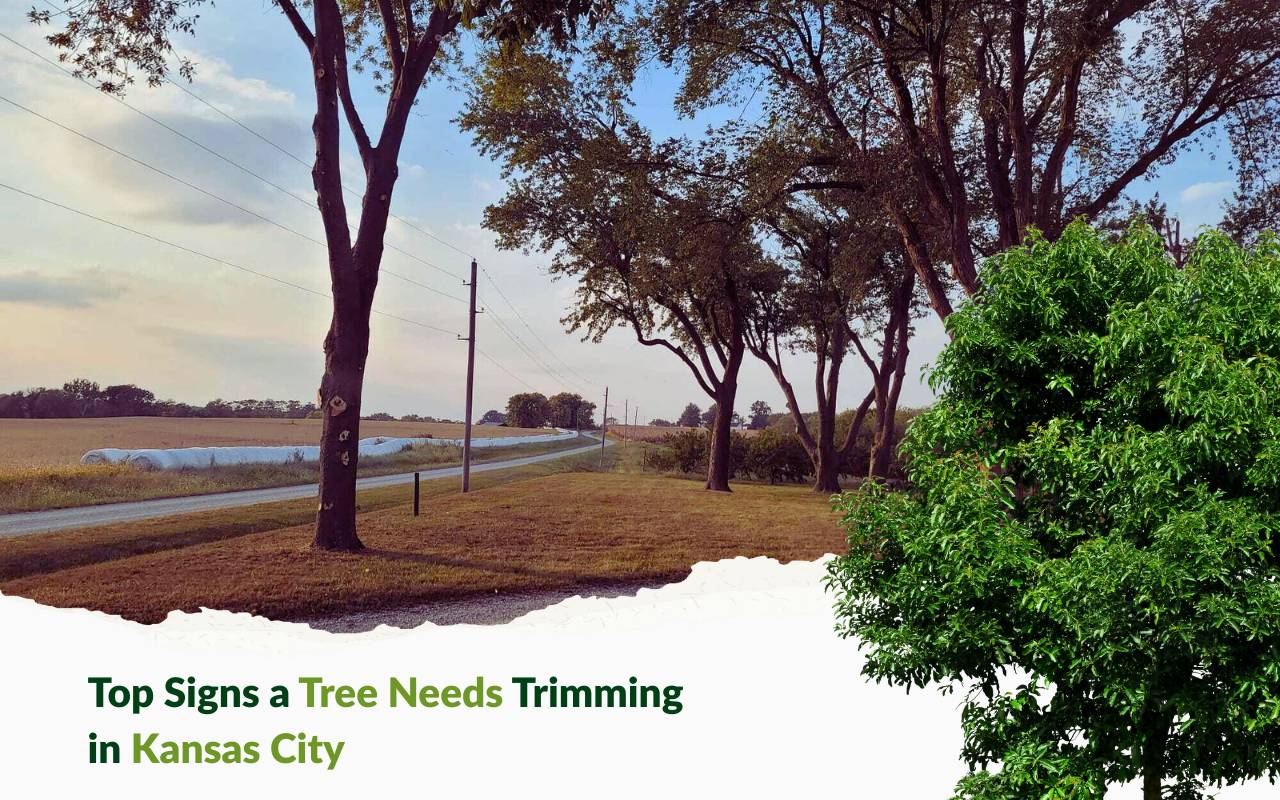 Healthy tree after professional trimming in a Kansas City yard