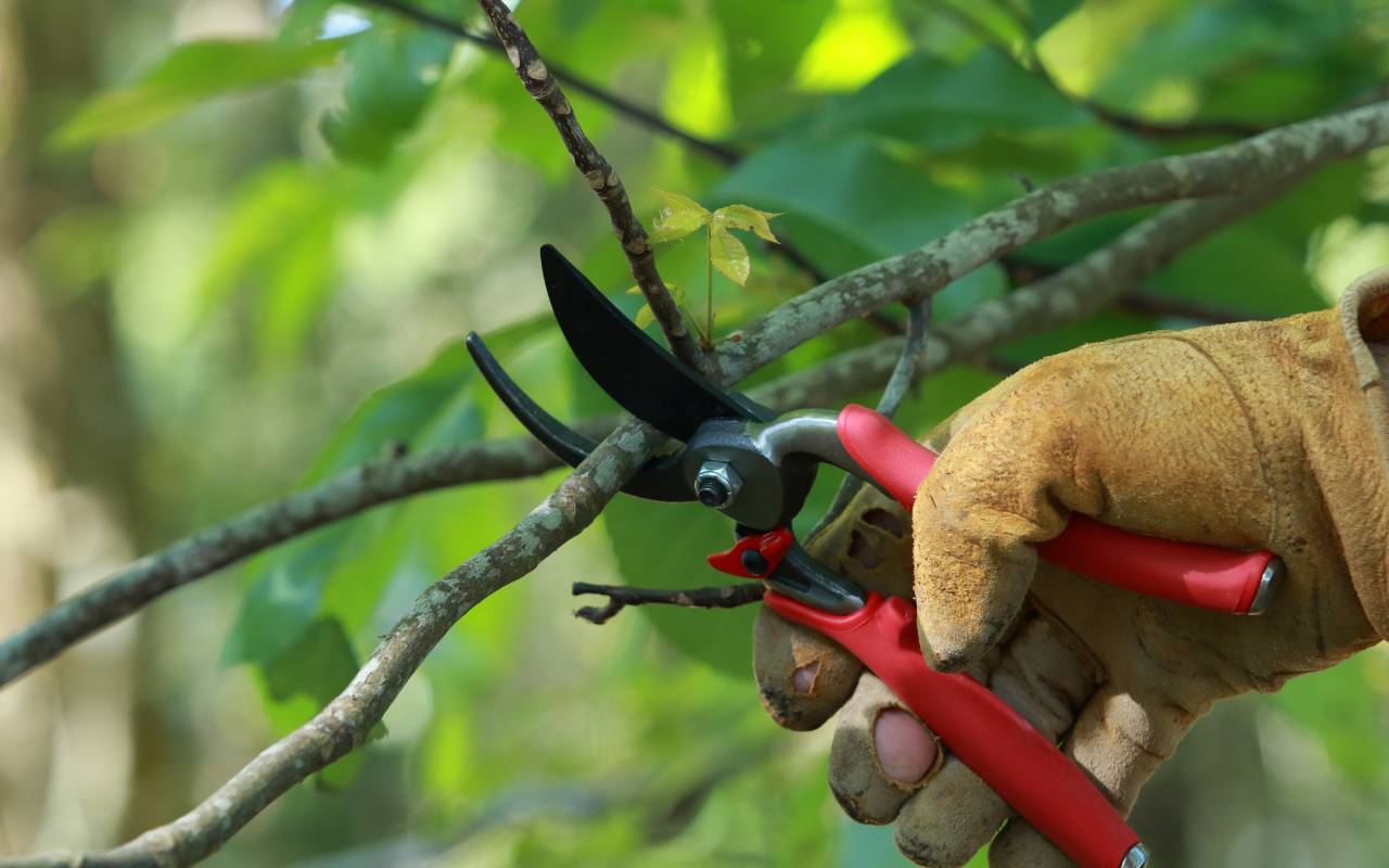 Disinfecting tools—Late Fall Tree Pruning Tips for Healthy Spring Growth
