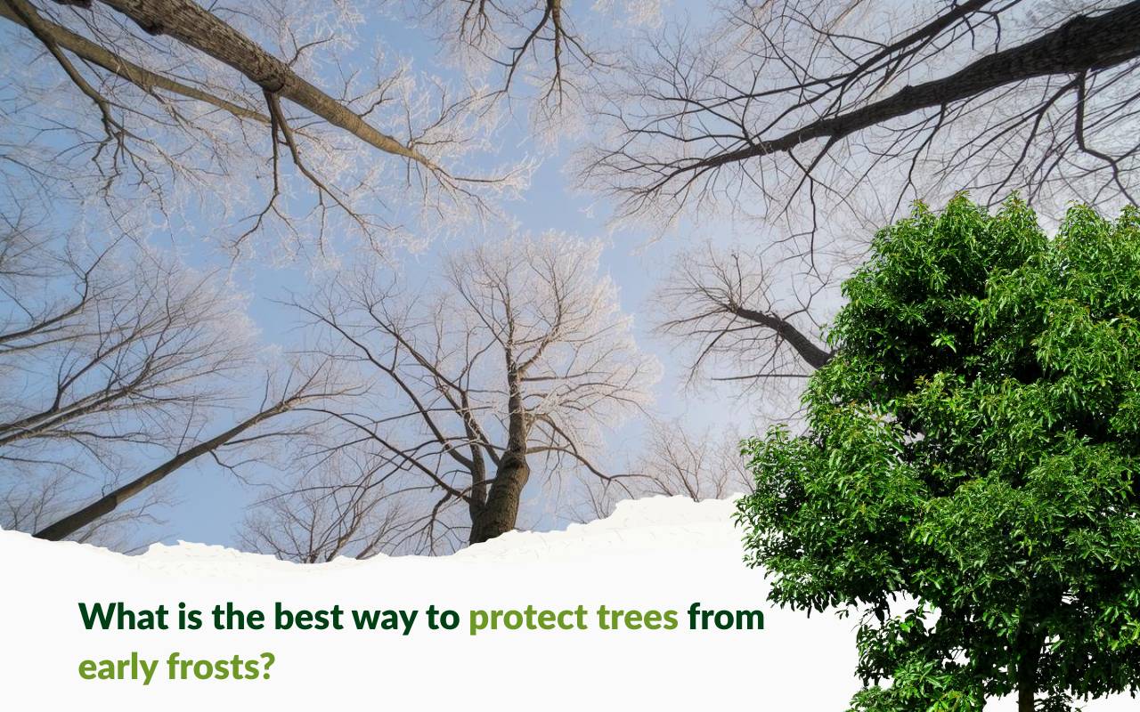 How to Protect Trees from Early Frosts with breathable covers