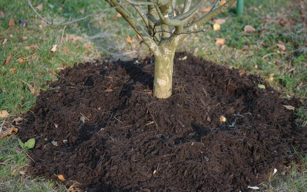 How to Protect Trees from Early Frosts by mulching the root zone