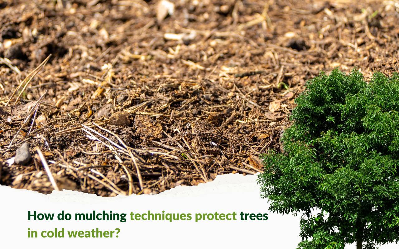 Mulching Techniques to Protect Trees in Cold Weather around the root flare
