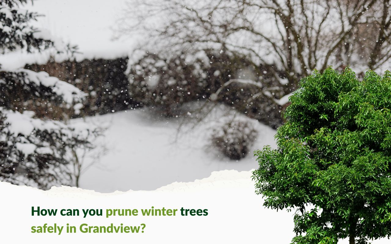 Winter Tree Pruning Safety & Tool Tips applied in a Grandview MO backyard