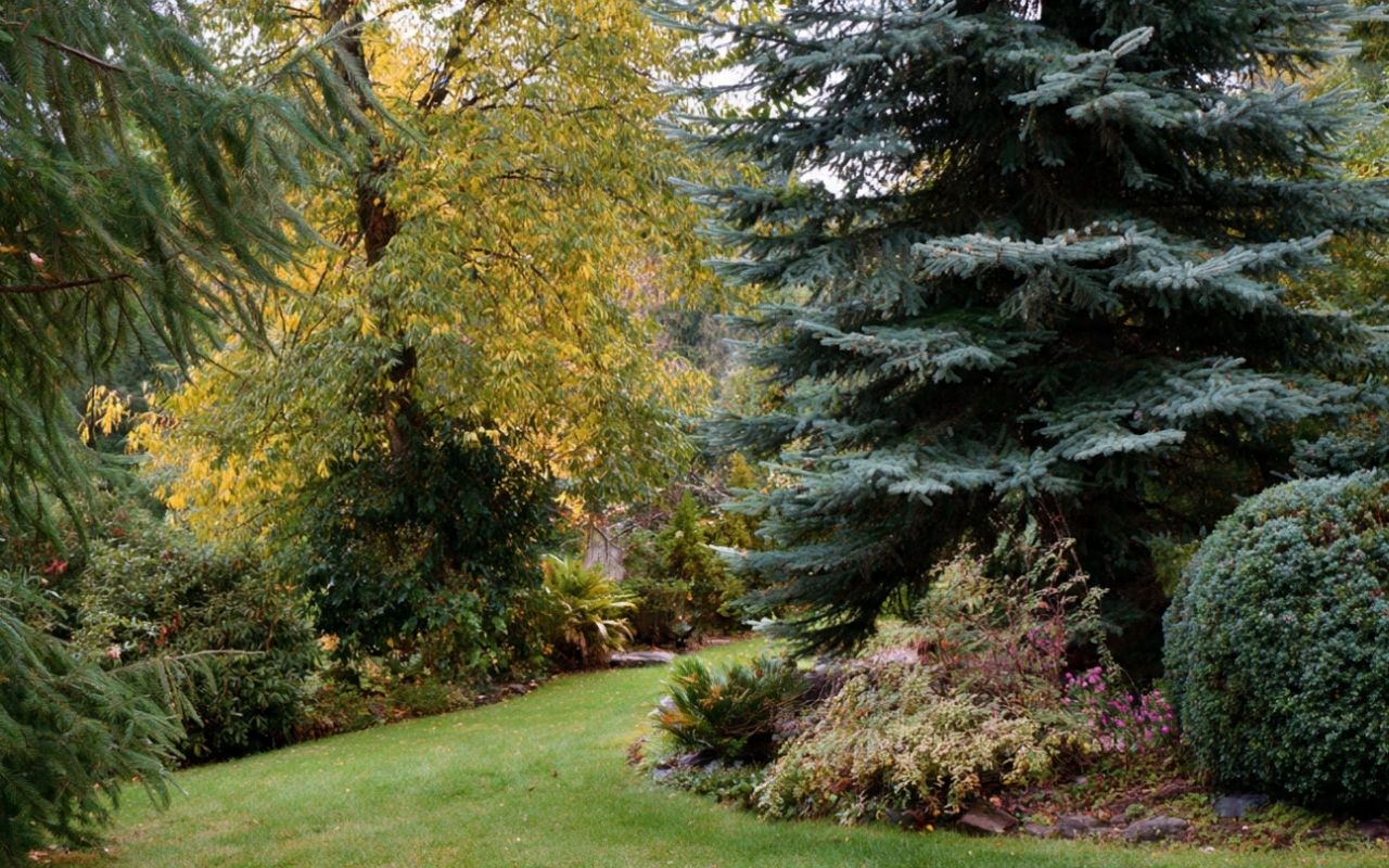 Timing differences for evergreen pruning and clean shaping cuts