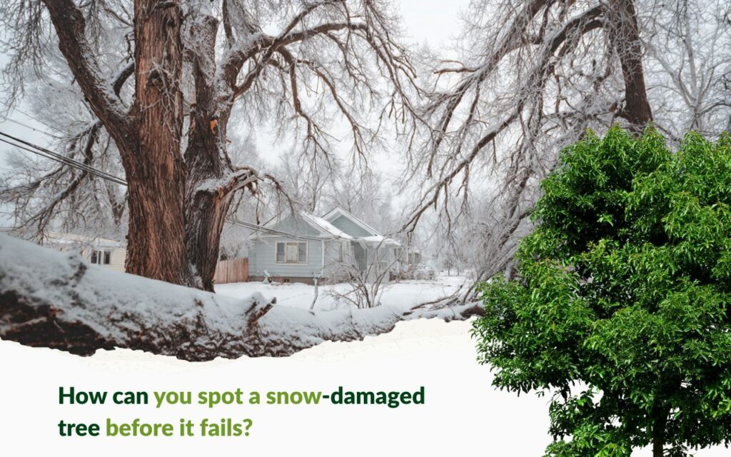 How to Tell if a Tree Is Dangerous After Snow