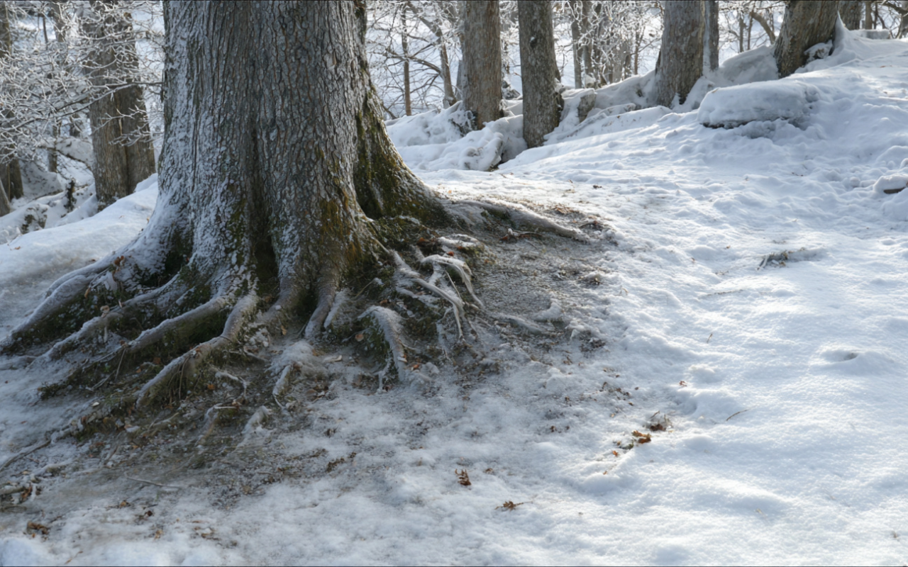 How to tell if a tree is dangerous after snow using root plate movement on thaw signs