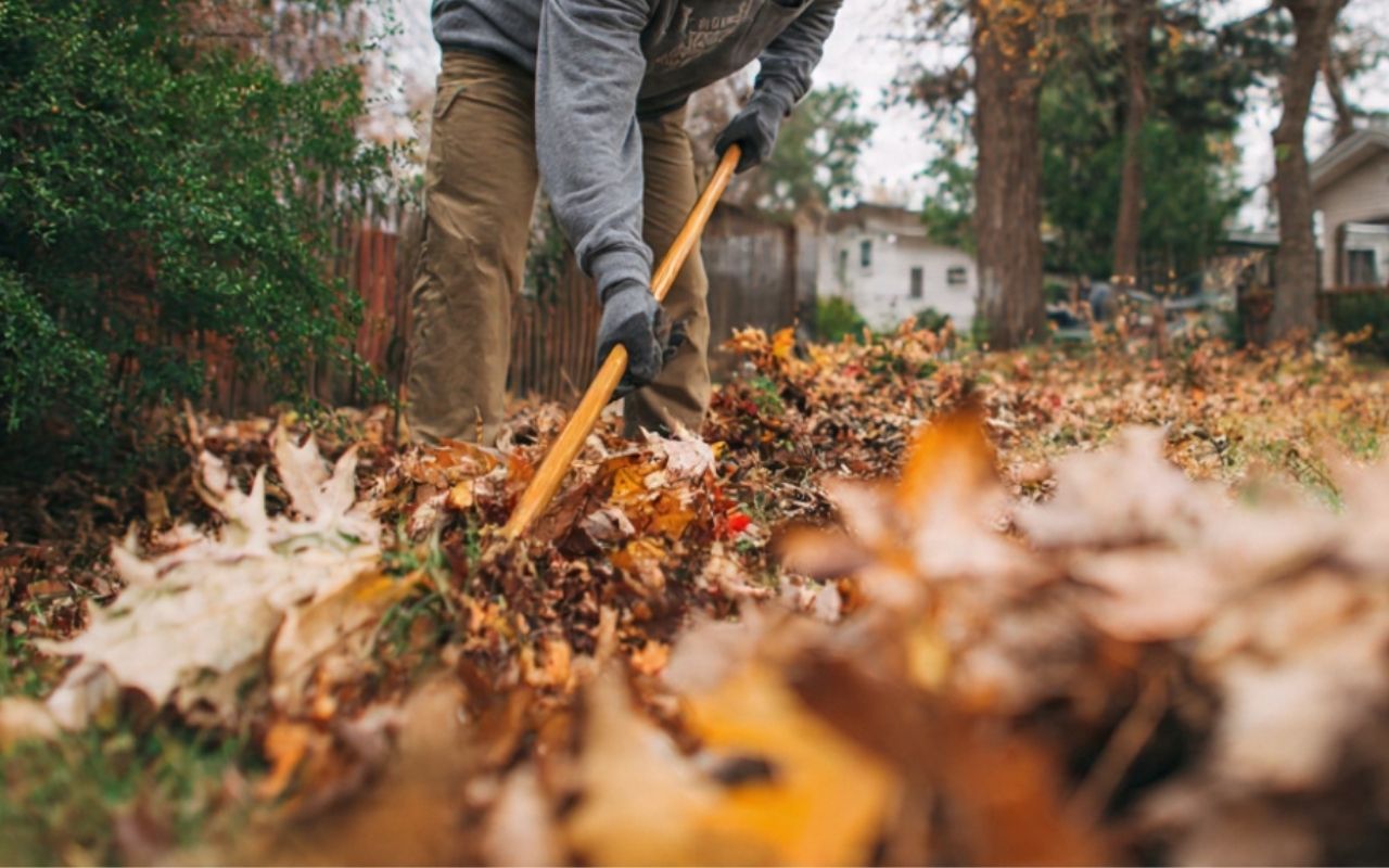 Post-holiday yard cleanup for safer trees with removing light clips safely