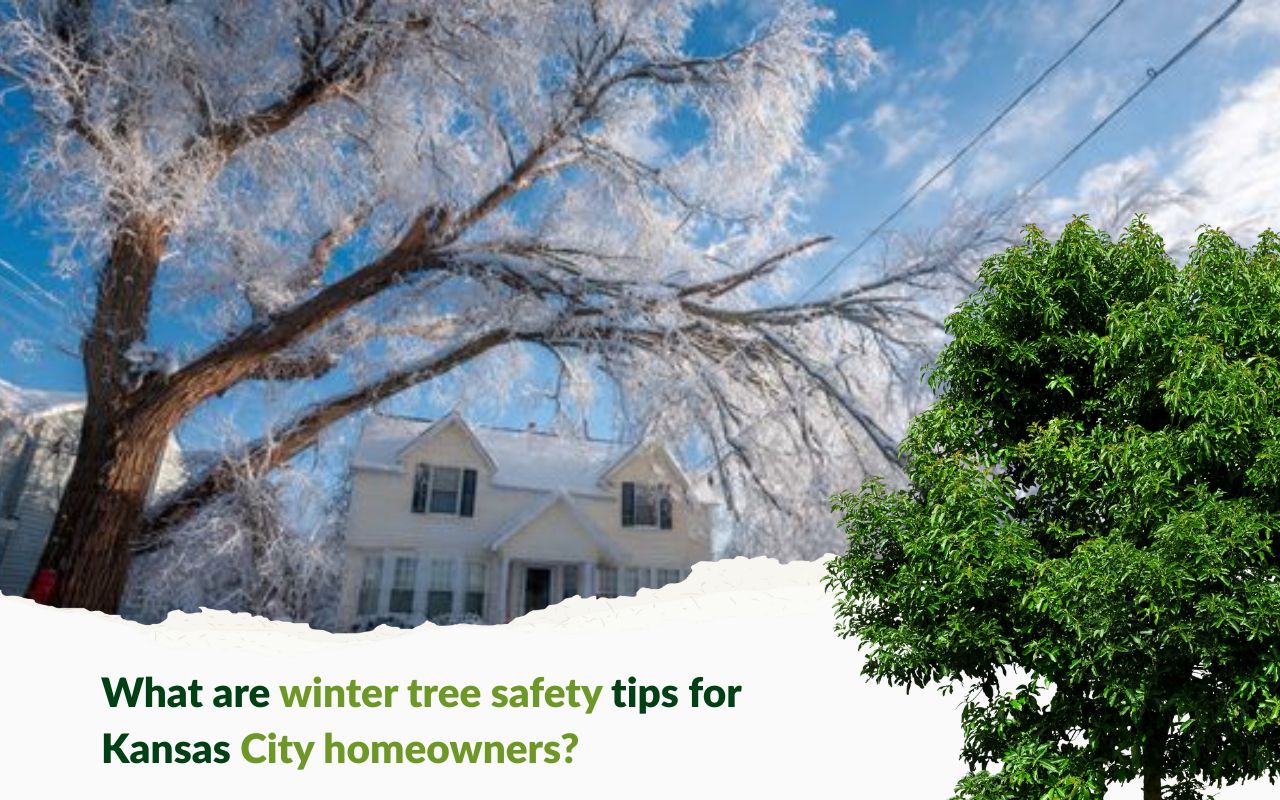 Winter tree safety tips for Kansas City homeowners for ice-weighted limbs