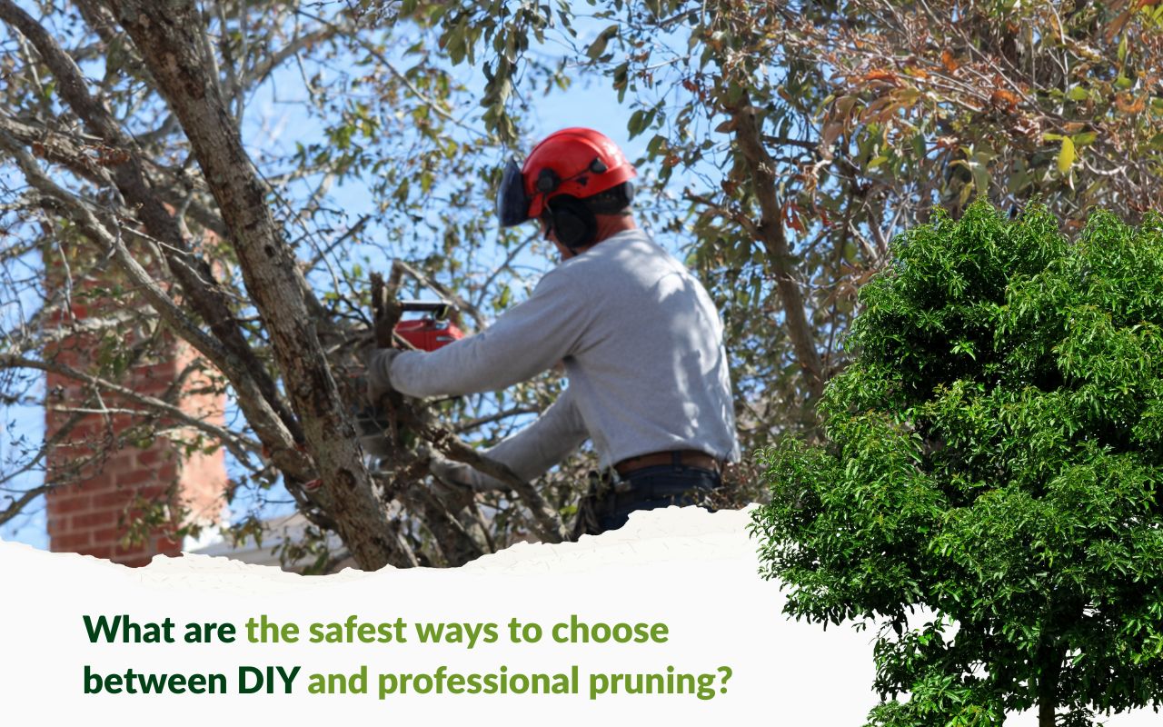 DIY vs professional pruning: safety basics in Kansas City backyard pruning