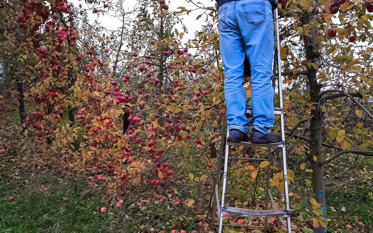 DIY vs professional pruning: safety basics with ladder and saw risks explained