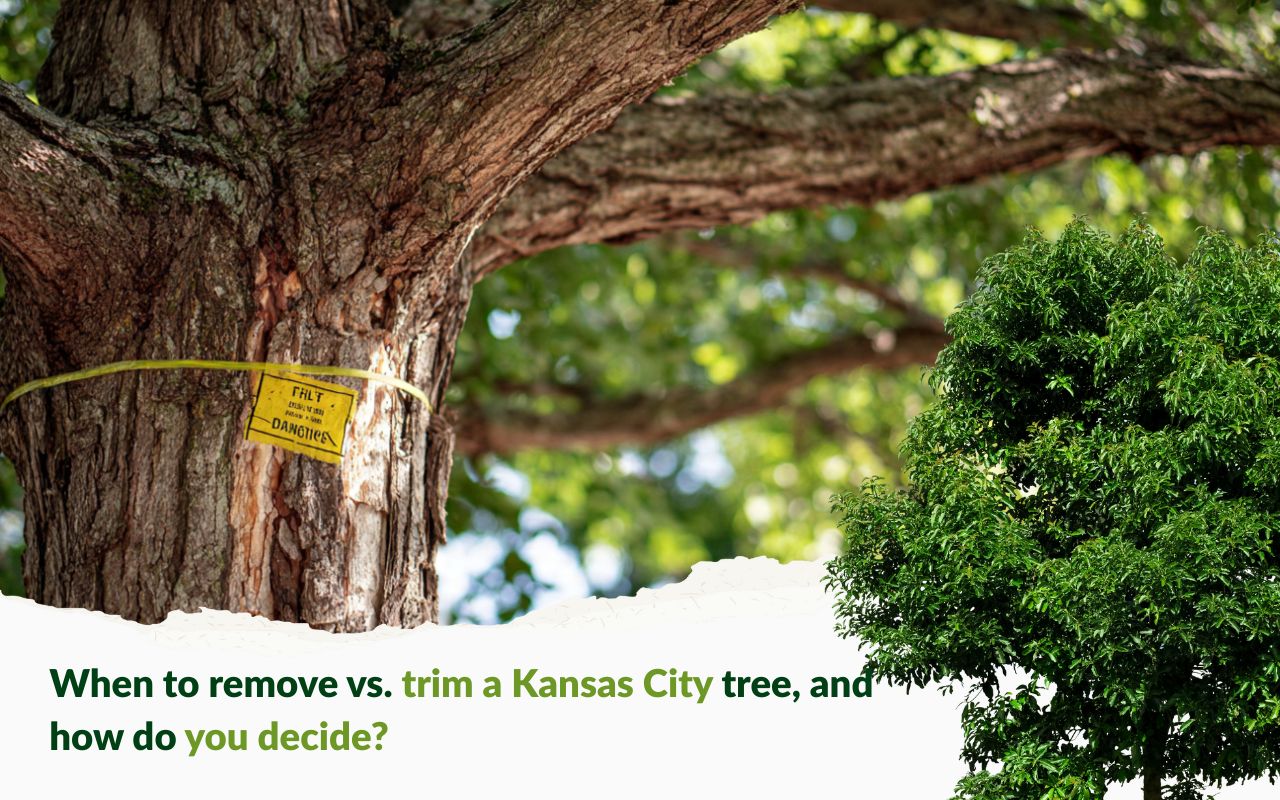 When to remove vs. trim a Kansas City tree warning signs on trunk and canopy