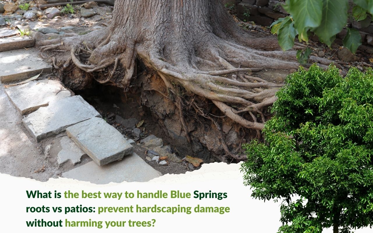Early root-heave clues for Blue Springs roots vs patios: prevent hardscaping damage